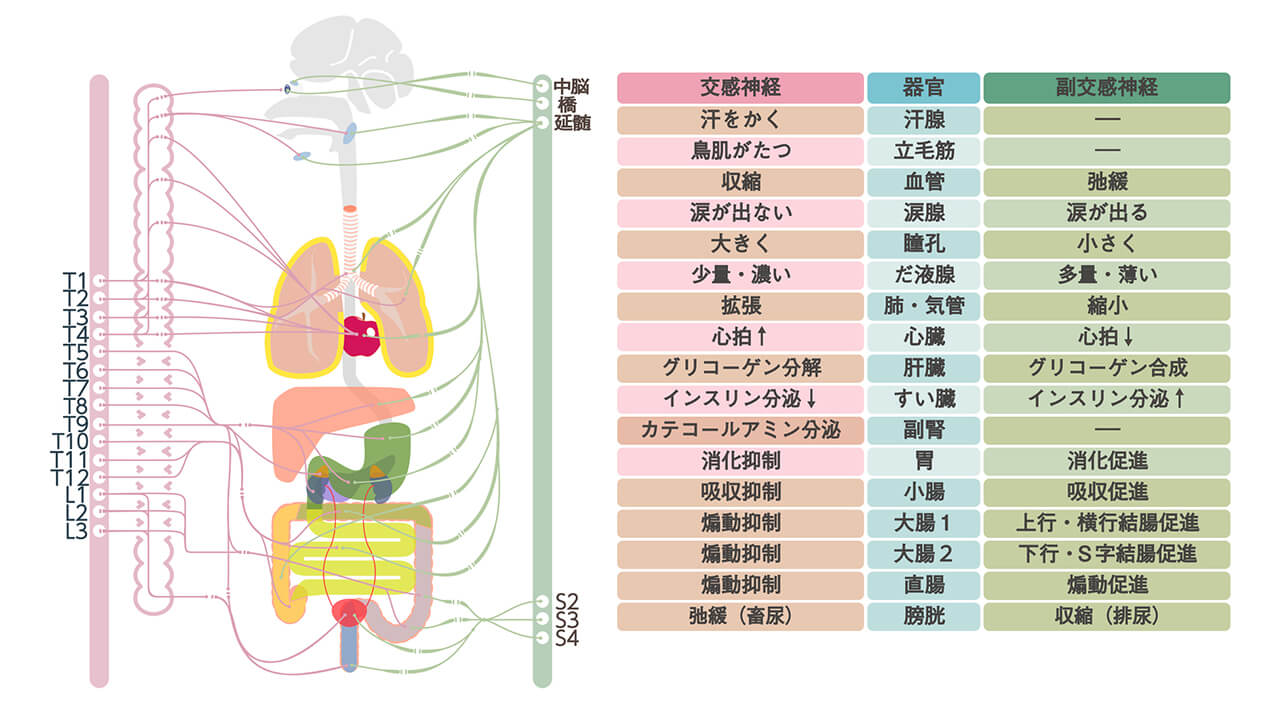 自律神経の乱れからくる不調